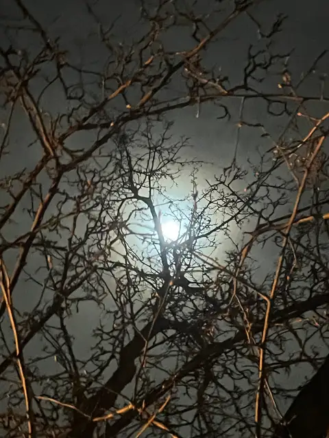Ethereal moon veiled by skeletal branches.